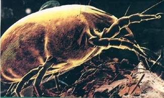 Dust Mite